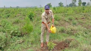 Harela Festival 2024 उत्तराखंड के लोकपर्व हरेला में दस प्रकार के फलदार  पौधों का रोपण किया