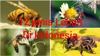 12 jenis Lebah yang ada di Indonesia  hewan unik  hewan liar