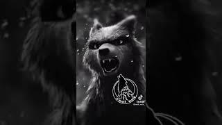 Wolf wolk tik tok video BORILAR makoni wolf wolk #RIZOBEKSTUDIO