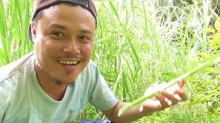 Coba Makan Rumput Gajah Rasanya Asin Gurih #survival