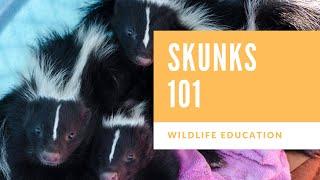 Skunks 101