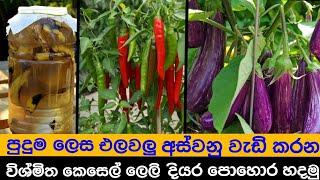 ඔබේ එලවලු වගාවේ අස්වැන්න වැඩි කර ගැනීමටත් මල් ගස් මලින් පිරීමටත් මේ දියර පොහොර බාවිත කරන්න.