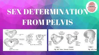 Sex determination through pelvis  Forensic medicine
