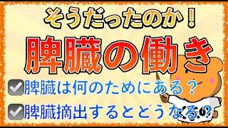 イラストで学ぶ医学！「脾臓の働きと看護とは」脾臓を摘出するとどうなる？肺炎球菌ワクチンを接種していく理由は？