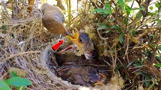 Careless mother bird putting venomous spider in babies throat @BirdPlusNature