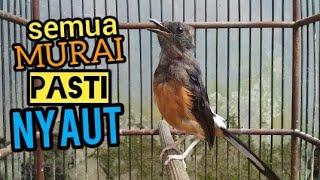 Murai betina  Murai gacor  Suara Murai batu betina gacor trotol pastol semua murai pasti nyaut