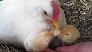 Mother Hen Teaches 1 Hour Old Chicken How to Eat - Cute Farm Animals