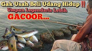 padahal cuma pakai umpan legendaris panen ikan kakap tompel sendirian