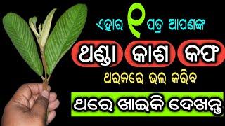 ଏହାର କେବଳ ୧ ପତ୍ର ଆପଣଙ୍କ ଥଣ୍ଡାକାଶକଫ ଥରକରେ ଭଲ କରିବ  How to Cure Cold & Cough in One Day