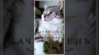 Начни день с позитива #short #shortvideo #позитив #котики #доброеутро