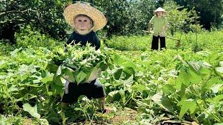 Bibi helps Mom harvest vegetables