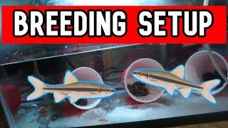 How to Breed Crappie Minnows STEP BY STEP