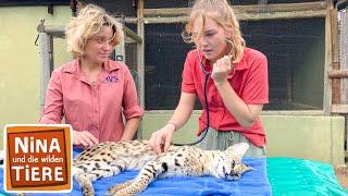 Die geheimnisvolle Raubkatze namens Serval  Reportage für Kinder  Nina und die wilden Tiere