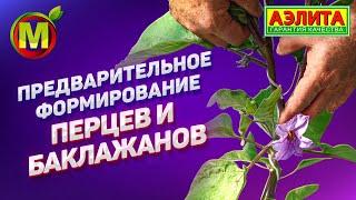 Как формировать перцы и баклажаны в теплице? Основные правила ухода за растениями.