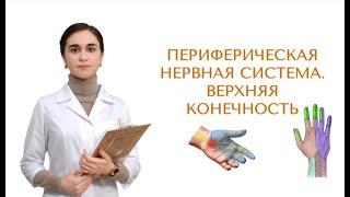 Периферическая нервная система. Симптомы поражения. Часть 1.