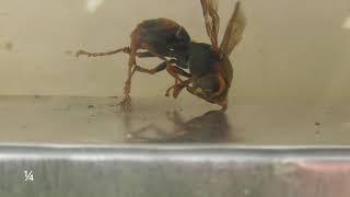 Wasp 5 Watch that stinger 