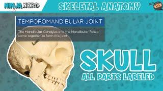 Skull Anatomy  With Labels Updated Version
