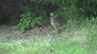 Quail does bobwhite sound - 2020