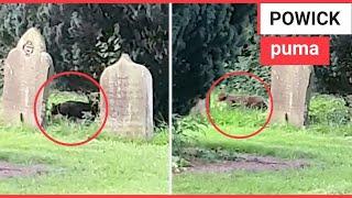 Family spot big cat prowling around a churchyard  SWNS TV