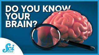 What’s In Your Brain?  Compilation