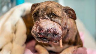 Used as bait dog over and over until she torned into shreds then dumped on a ditch to end