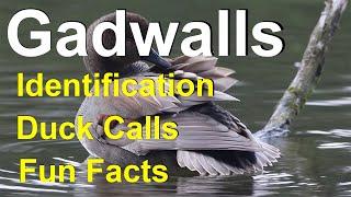 Gadwall Identification Tips Duck Calls and Preening Facts 2019