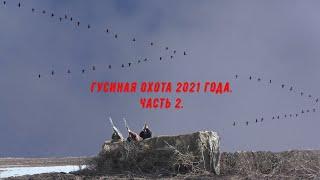 Гусиная охота 2021 года. А гусь все летел и летел. Spring goose hunting mass passage. Ч.2