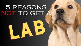 5 Reasons NOT to Get a Labrador Retriever   Dogs 101