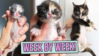 Learn How Baby Kittens Grow 0-8 Weeks