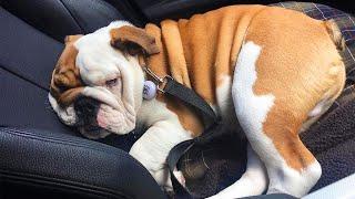Try not to laugh ️ English Bulldogs doing funny things # 02 2020 Animal Lovers