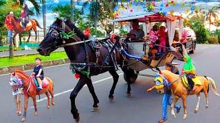 Kuda  Delman  Kuda Delman  kuda-kuda  Naik Delman  Naik Kuda  KUCING MEONG MEONG  9 Juni 2023