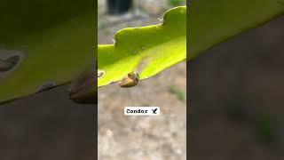 Guatemalan Varieties are Budding #gardening #pitahaya #dragonfruit #dragonfruitflower