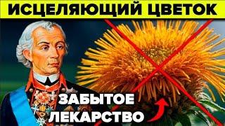 Секрет Суворова о котором молчат. Девясил - почему его забыли?