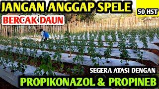  JANGAN ANGGAP SPELE BERCAK DAUN ATASI SEGERA DENGAN FUNGI KONTAK  & SYSTEMIK #petanicabesubang