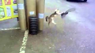 Cat Catches pigeon but gets run over 