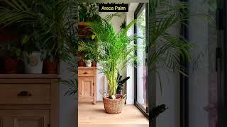 5 Tall Plants for BalconyBest Balcony Plants