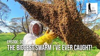 Swarm Frenzy Mastering the Art of Catching a Massive Bee Swarm  The Bush Bee Man