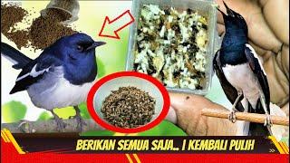 SEGERA LAKUKAN HAL SERIUS UNTUK KACER BEGINI Perwatan Kacer Loyo  #fikatube