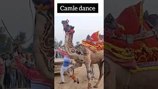 camle dance  mela nagour #dance #dj #camel ##horse