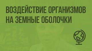 Воздействие организмов на земные оболочки. Видеоурок по географии 6 класс