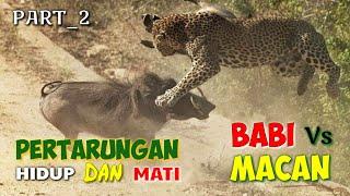 macan vs babi # pertarungan macan memangsa babi - Bertarung sampai mati.