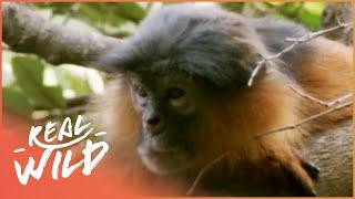 The Life Of A Monkey Family  Wild Family Secrets  Real Wild