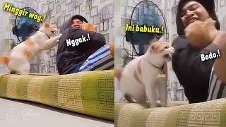 LUCU BANGET. Reaksi Kucing Marah Karena Babu Tidur Sama Kucing Lain  Video Kucing Lucu