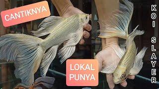 Lokal Rasa Import Koi Slayer  Kumpay Butterfly Koi Fish  @kinaichannel3520