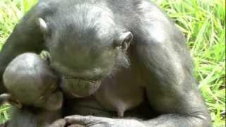 Seasons greetings from bonobos.mov