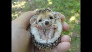 Самые Милые Смешные Ежики Веселая Подборка   The Most Cute Funny Hedgehogs Cheerful Selection