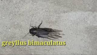 insect that make noise loudly at summer night Gryllus bimaculatus #worldinfo