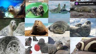 Earless Seals - Types of seals