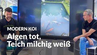 Wenn der Teich nach der Algenvernichtung milchig wird  Modern Koi Blog #6728