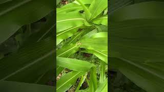 Corn Update #corn #gardening #growyourownfood #plants #gardenplants #garden #gardenvibes